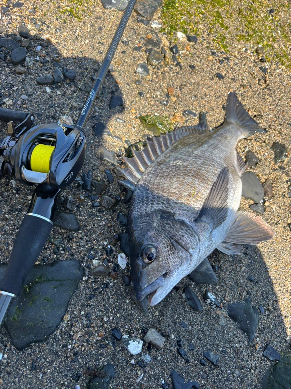 DAIWA スティーズ A II TW 2022年モデルの最安値・インプレ DAIWA スティーズ A II TW 2022年モデルの最安値・インプレ
