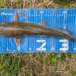 アメリカナマズ