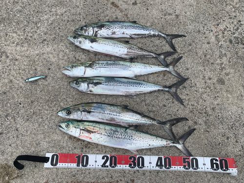 サゴシの釣果