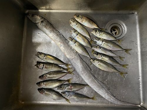 タチウオの釣果