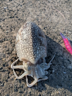 シリヤケイカの釣果