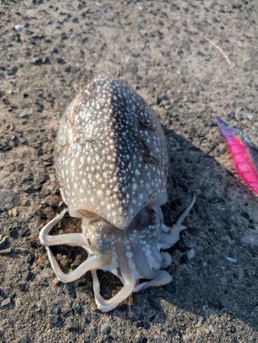 シリヤケイカの釣果