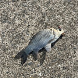 コノシロ