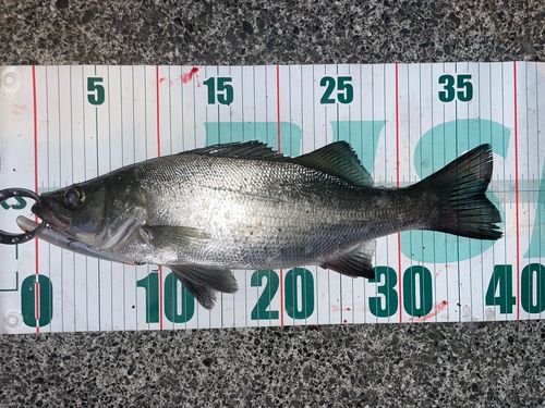 フッコ（ヒラスズキ）の釣果