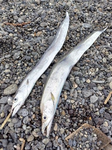 タチウオの釣果
