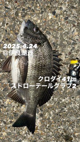 クロダイの釣果