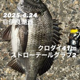クロダイ