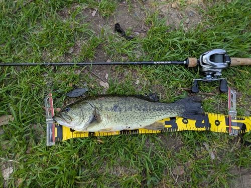 ラージマウスバスの釣果