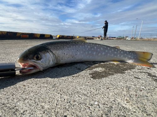 アメマスの釣果