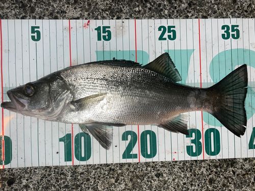 フッコ（ヒラスズキ）の釣果