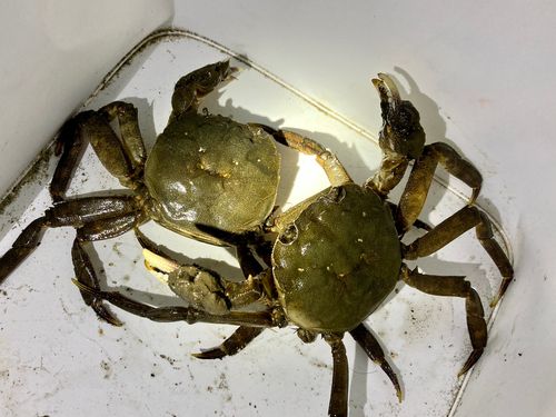 モクズガニの釣果