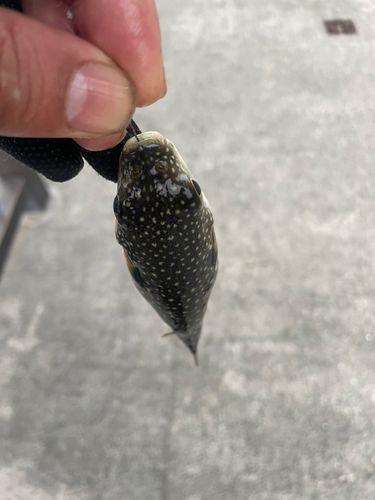 クサフグの釣果