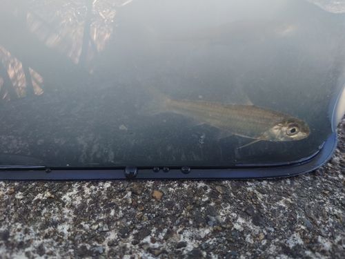 ホンモロコの釣果