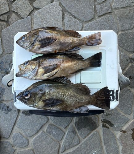 メバルの釣果