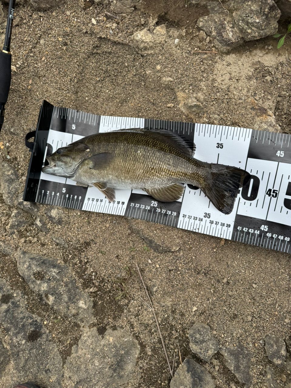 スモールマウスバス