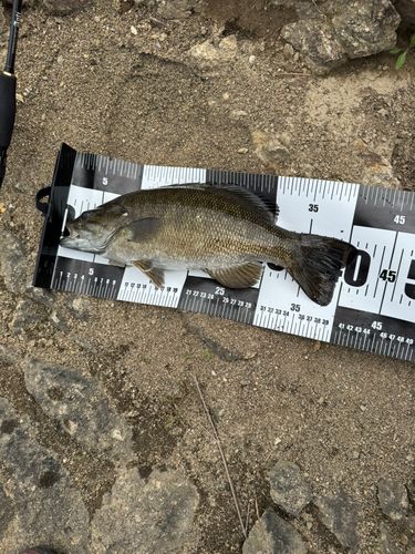 スモールマウスバス