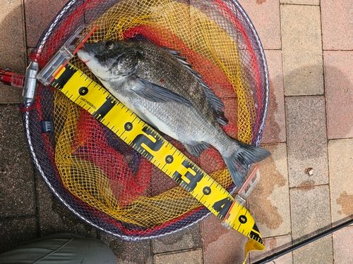 クロダイの釣果