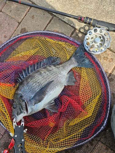 クロダイの釣果