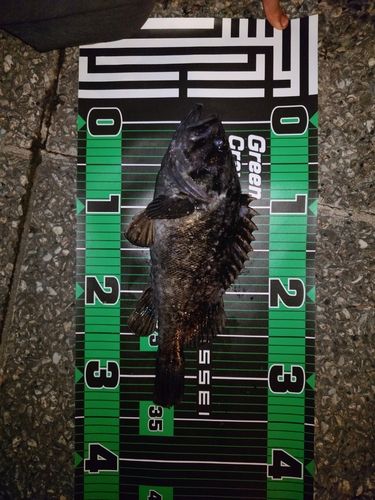 ソイの釣果