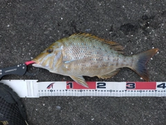 タマンの釣果