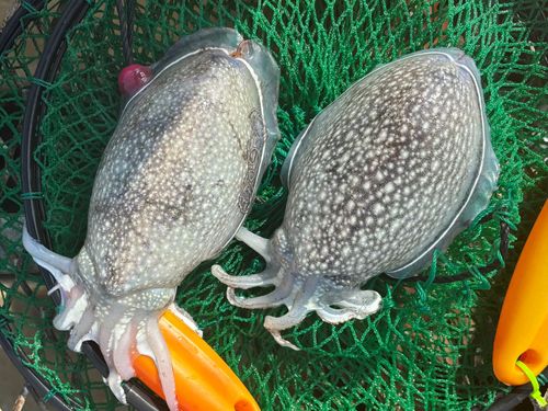 シリヤケイカの釣果