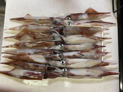 ヤリイカの釣果