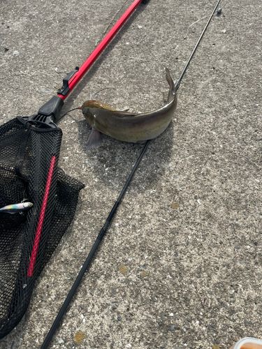 アメリカナマズの釣果