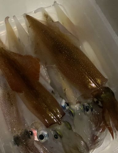ヤリイカの釣果