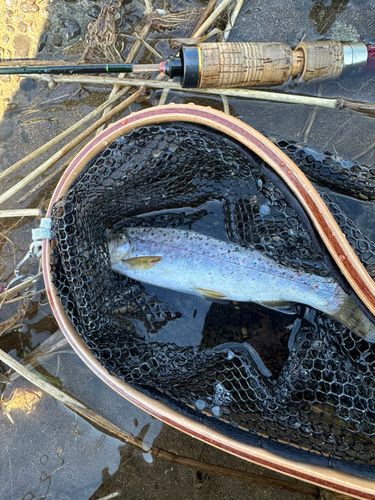 ブラウントラウトの釣果