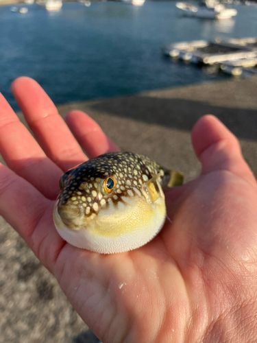 クサフグの釣果