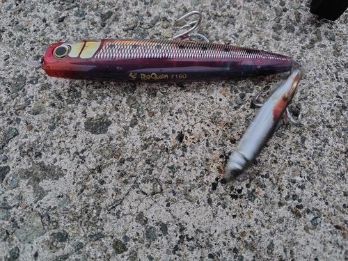 チアユの釣果