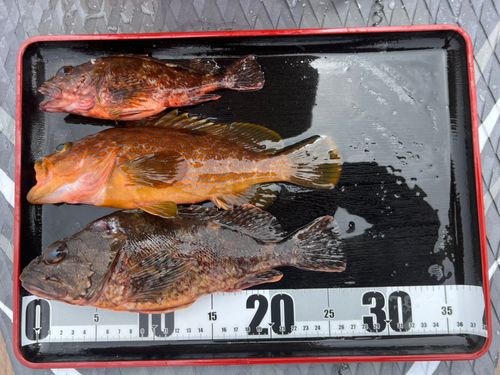 キジハタの釣果