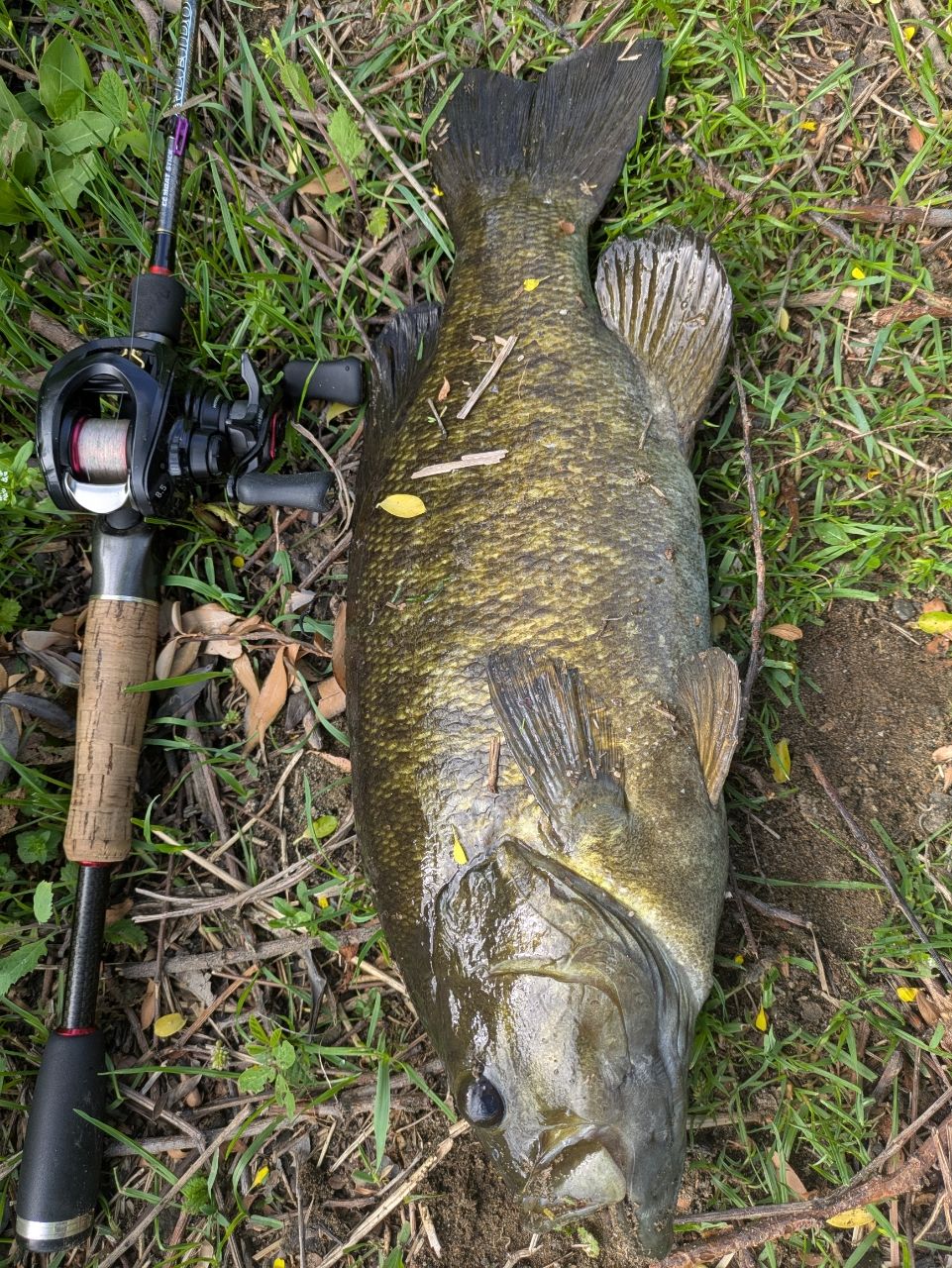 スモールマウスバス