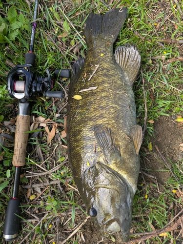 スモールマウスバスの釣果