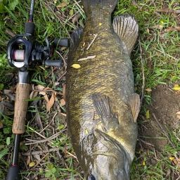 スモールマウスバス