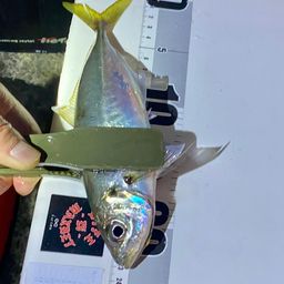 アジ