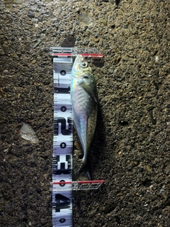 マアジの釣果