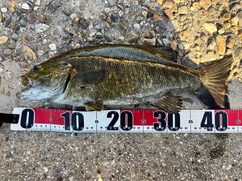 スモールマウスバスの釣果