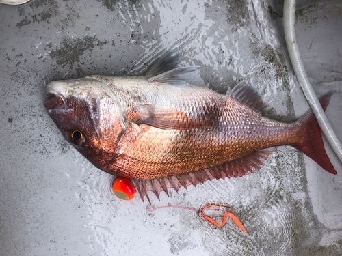 マダイの釣果