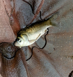 ヘラブナの釣果