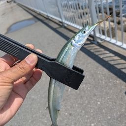 サヨリ