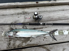 サゴシの釣果
