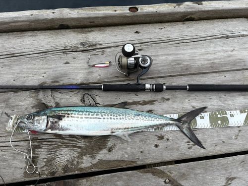 サゴシの釣果