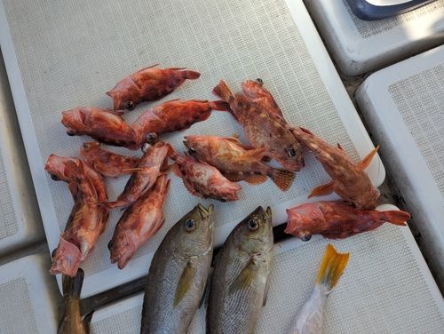 アラカブの釣果