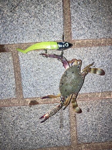 カニの釣果