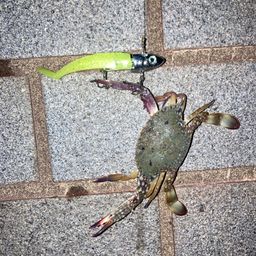 カニ