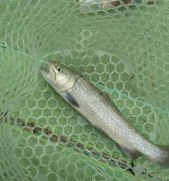タイガートラウトの釣果