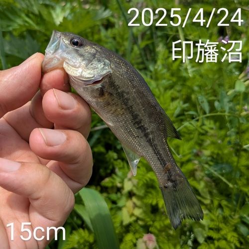 ブラックバスの釣果