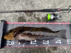 アイナメの釣果