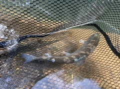 ニジマスの釣果